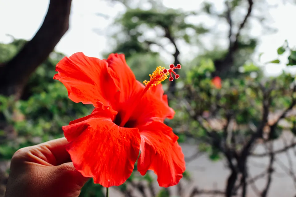 red Hibiscus flower 