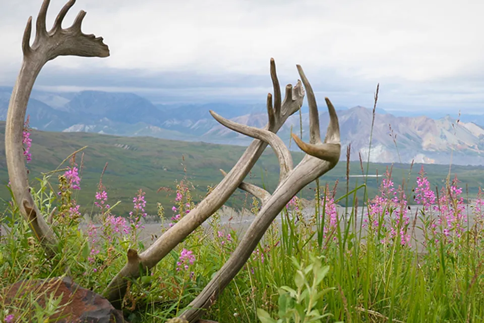 Moose horns on landscape